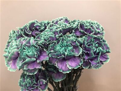 Dianthus St Dyed Ibiza