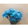 Dianthus St Dyed Light Blue