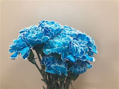 Dianthus St Dyed Light Blue