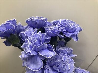 Dianthus St Dyed Lilac