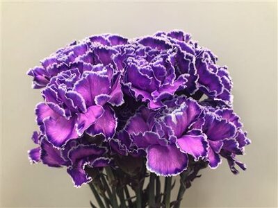 Dianthus St Dyed Milka