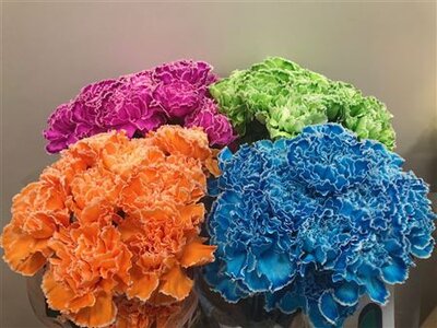 Dianthus St Dyed Mix
