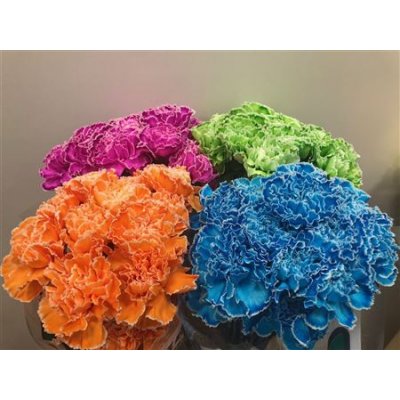 Dianthus St Dyed Mix