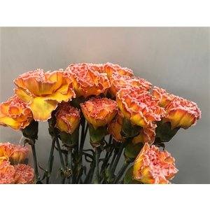 Dianthus St Dyed Moonshine