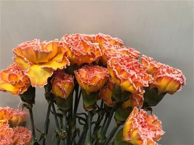 Dianthus St Dyed Moonshine
