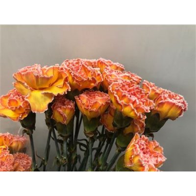 Dianthus St Dyed Moonshine