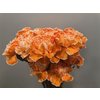 Dianthus St Dyed Orange