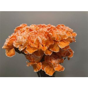 Dianthus St Dyed Orange