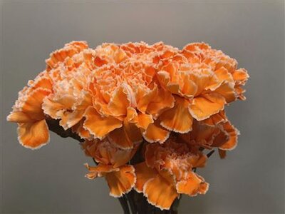 Dianthus St Dyed Orange