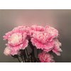 Dianthus St Dyed Pastel Pink