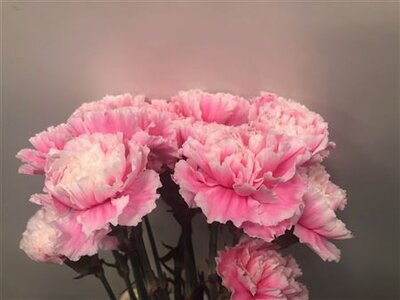 Dianthus St Dyed Pastel Pink