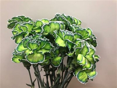 Dianthus St Dyed Polar Light