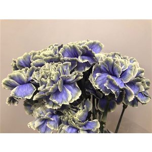 Dianthus St Dyed Purple Fresh