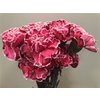 Dianthus St Dyed Red