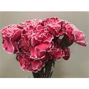 Dianthus St Dyed Red