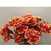 Dianthus St Dyed Roma