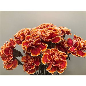 Dianthus St Dyed Roma