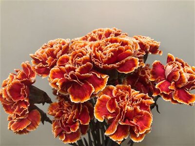 Dianthus St Dyed Roma