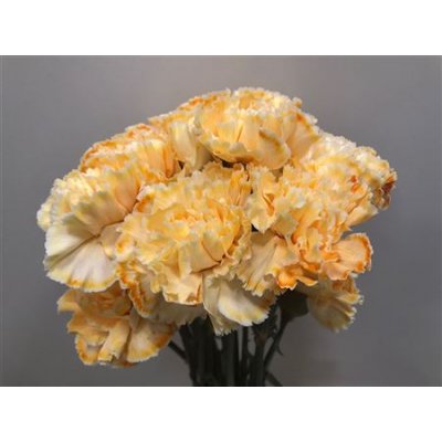 Dianthus St Dyed Salmon