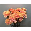 Dianthus St Dyed Sunshine