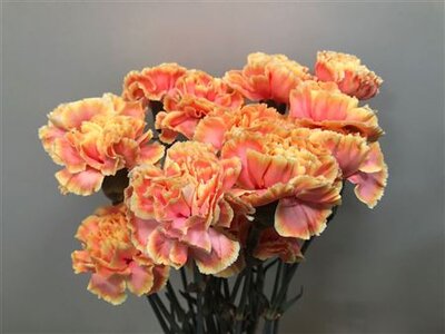 Dianthus St Dyed Sunshine