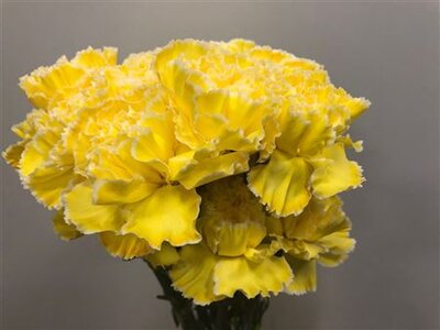 Dianthus St Dyed Yellow