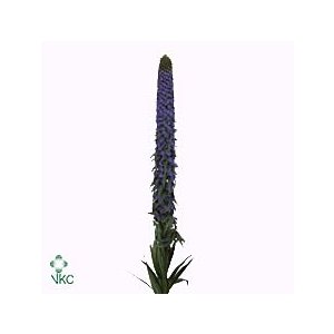 Echium Webbii