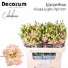 Eust G Alissa Light Apricot