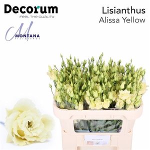 Eust G Alissa Yellow