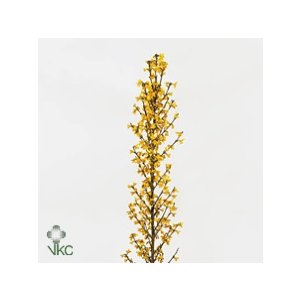 Forsythia Stem