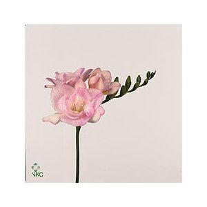Fr Du Honeymoon Light Pink