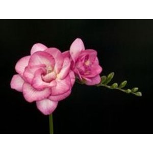 Fr Du  Pink