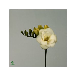 Fr Du Versailles White Ex