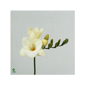 Fr En Ambassador White