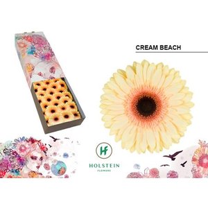 Ge Gr  Box Cream Black Center