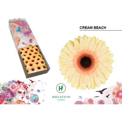 Ge Gr  Box Cream Black Center