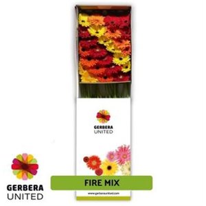 Ge Gr  Box  Mix Autumn