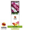 Ge Gr  Box  Mix Lila