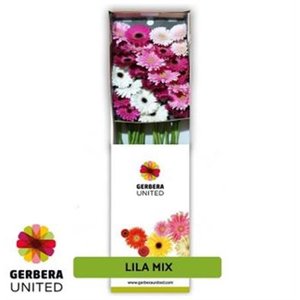 Ge Gr  Box  Mix Lila