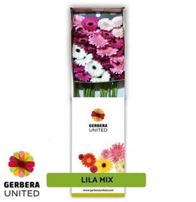 Ge Gr  Box  Mix Lila