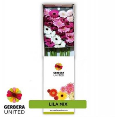 Ge Gr  Box  Mix Lila
