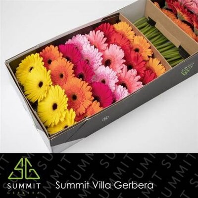 Ge Gr  Box  Mix On Row