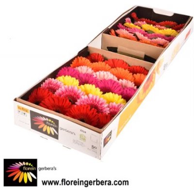 Ge Gr  Box  Mix On Row Florein