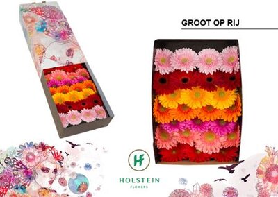 Ge Gr  Box  Mix On Row Holstein