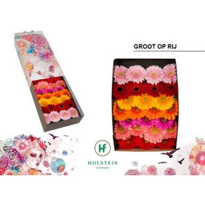 Ge Gr  Box  Mix On Row Holstein