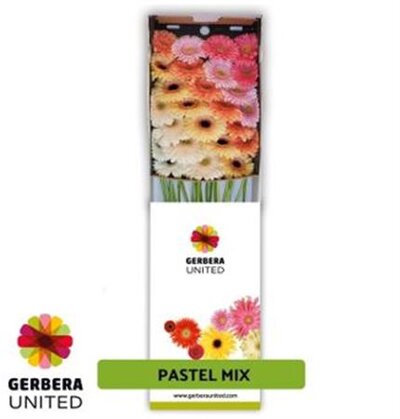 Ge Gr  Box  Mix Pastel