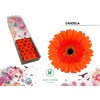 Ge Gr  Box Orange Black Center