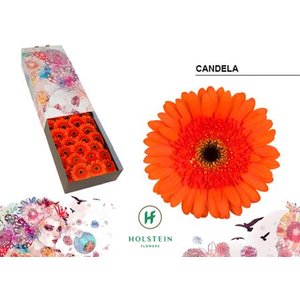 Ge Gr  Box Orange Black Center