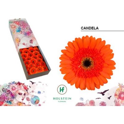 Ge Gr  Box Orange Black Center