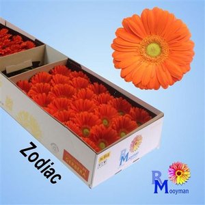 Ge Gr  Box Orange Green Center